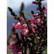 Bach Flower Remedies for Animals - Heather